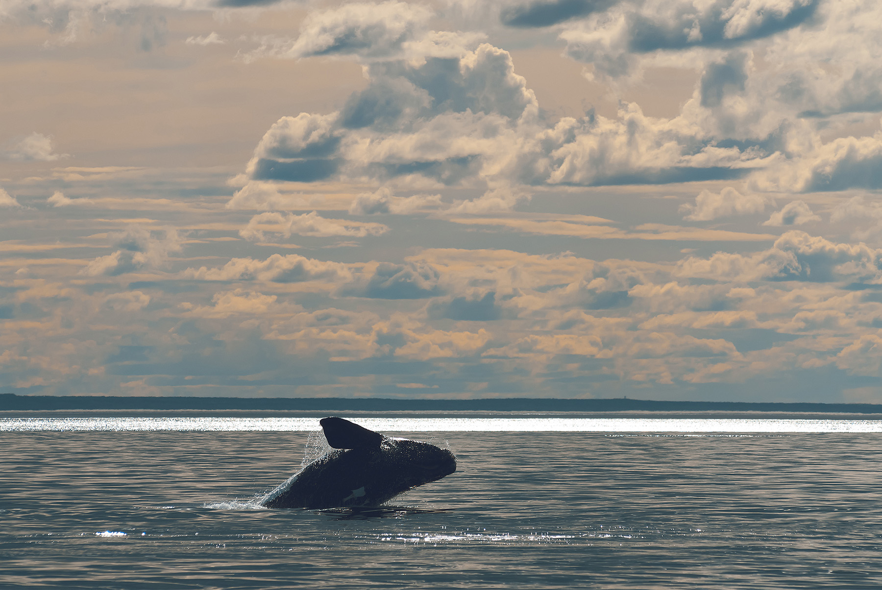 A whale surfaces and breaches, throwing its body into the ocean. 