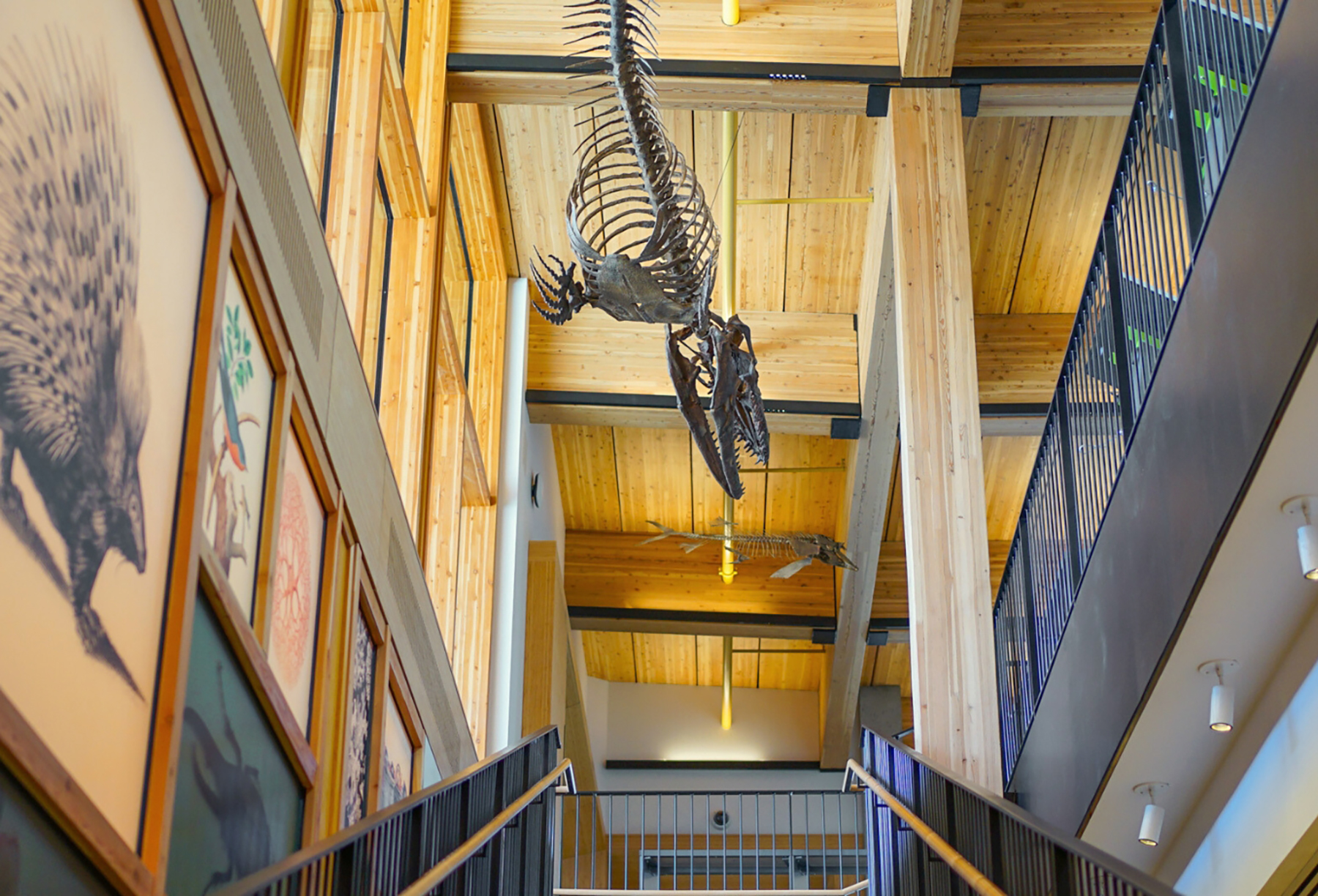 a dinosaur fossil hangs upside down in a timber-heavy building